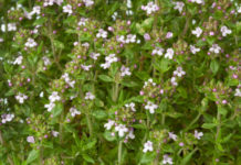 Usi del timo 747 0 085 Timo